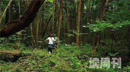日本的杀人森林（阴暗之处潜藏着无数的危险）(1)