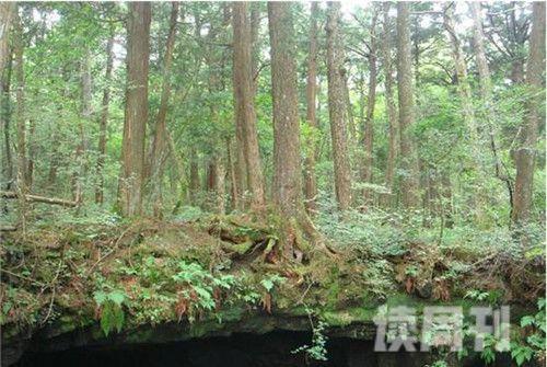 日本的杀人森林（阴暗之处潜藏着无数的危险）(3)