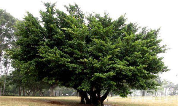 神圣愈疮木为乔木或灌木-体型较小(3)