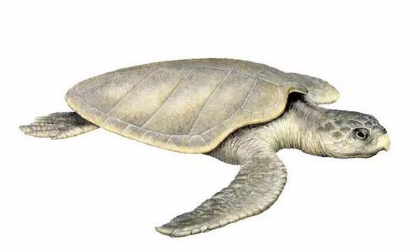 肯氏龟生活在靠近海岸的海域-繁殖期较长