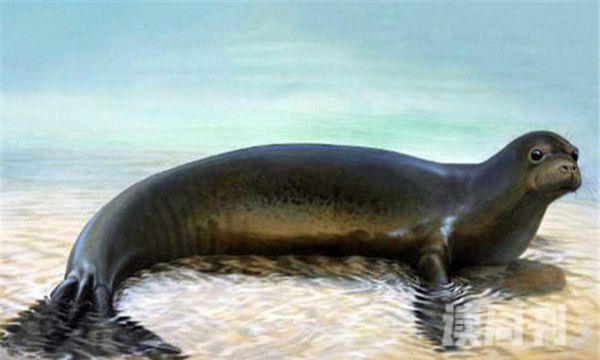 加勒比僧海豹比普通海豹大-听觉能力强