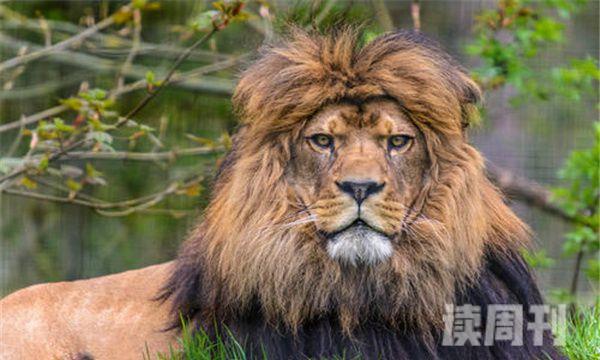 巴巴里狮历史上体型最大的狮子-平均长度为3米