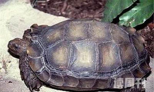 靴脚陆龟主要居住在热带地区历史十分古老(4)