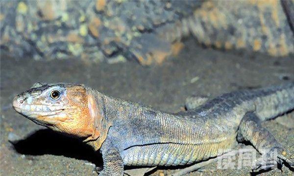 辛氏蜥原产地为加纳利群岛世界濒危物种