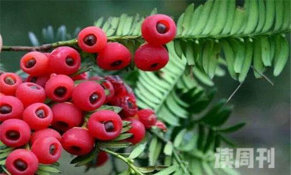 喜马拉雅密叶红豆杉属于极度濒危物种数量极少(2)