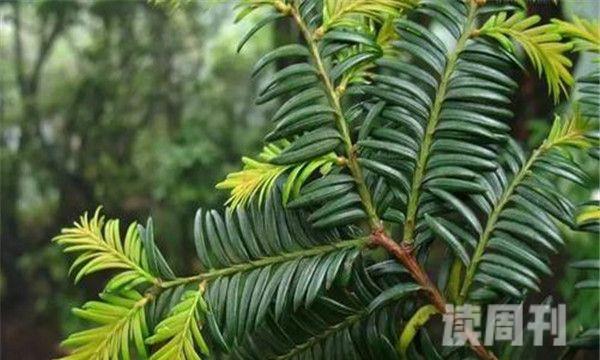 喜马拉雅密叶红豆杉属于极度濒危物种数量极少(3)