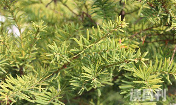 喜马拉雅密叶红豆杉属于极度濒危物种数量极少(4)