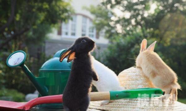 养兔子的方法和注意事项不能只喂胡萝卜饲料营养最丰富(4)