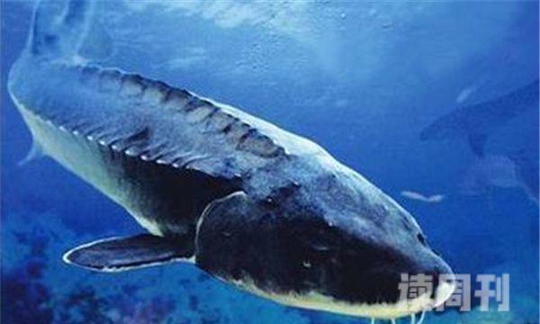 太平洋鲟中国独有物种国家二级保护动物(2)