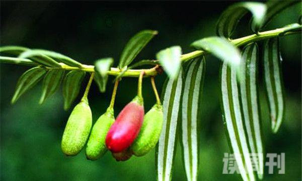 台湾穗花杉平均高度为10米中国的特有物种(2)