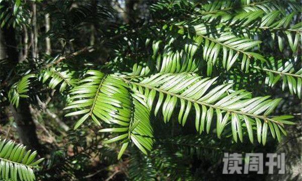 台湾穗花杉平均高度为10米中国的特有物种(3)