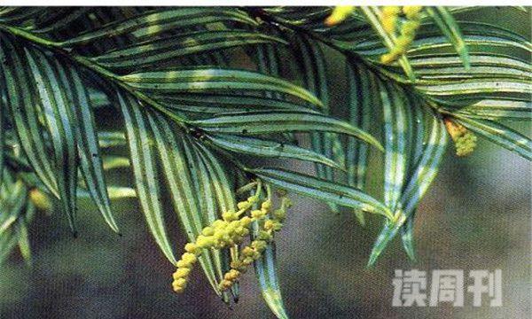 台湾穗花杉平均高度为10米中国的特有物种(4)