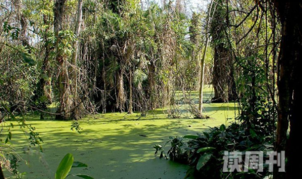 世界上最可怕的沼泽（沼泽由什么原因形成）(2)