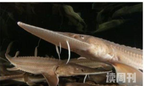 密苏里铲鲟寿命可达40年恐龙时代就已存在的鲟鱼