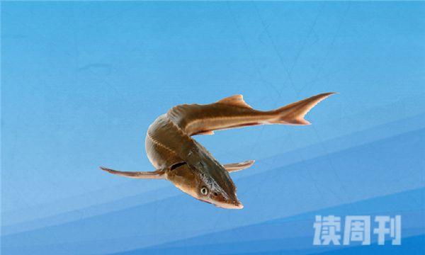 密苏里铲鲟寿命可达40年恐龙时代就已存在的鲟鱼(3)