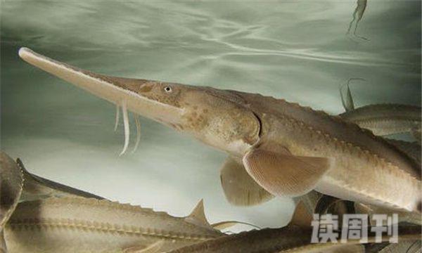 密苏里铲鲟寿命可达40年恐龙时代就已存在的鲟鱼(4)