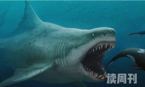 世界上最强咬合力的动物（巨齿鲨的咬合力非常强）(3)