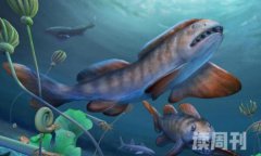 中国发现瓣齿鲨化石（中国发现的意义）