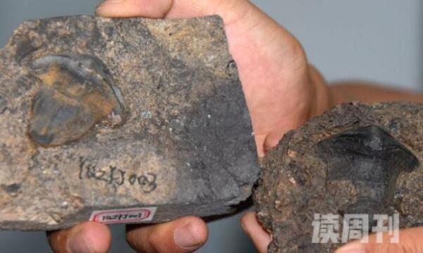 中国发现瓣齿鲨化石（中国发现的意义）(2)