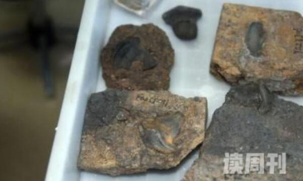 中国发现瓣齿鲨化石（中国发现的意义）(4)