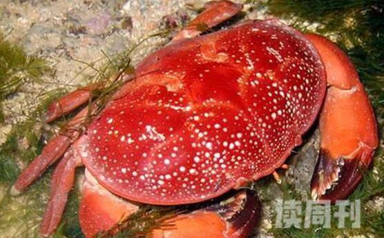 世界十大毒螃蟹排行榜（铜铸熟若蟹能轻易毒死45000只小老鼠）(3)