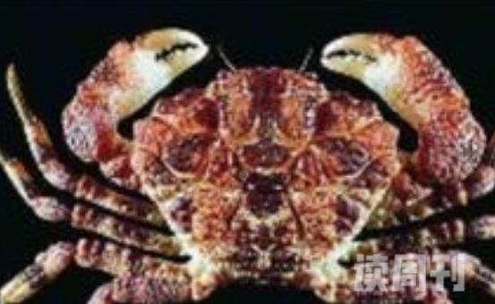 世界十大毒螃蟹排行榜（铜铸熟若蟹能轻易毒死45000只小老鼠）(5)
