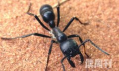 世界上最可怕的蚂蚁（子弹蚁若是被袭击叮咬，伤口疼的如同中弹一样）