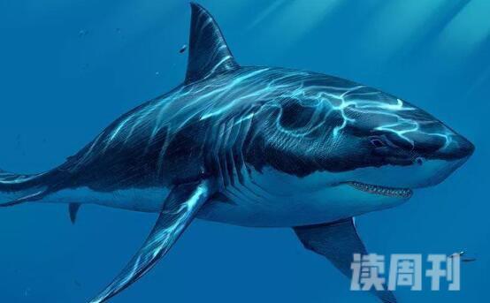 世界三大可怕的鲨鱼（巨齿鲨生长最大长为20米，重量达到60吨）(2)