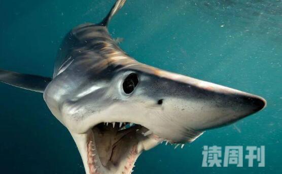 世界三大可怕的鲨鱼（巨齿鲨生长最大长为20米，重量达到60吨）(4)