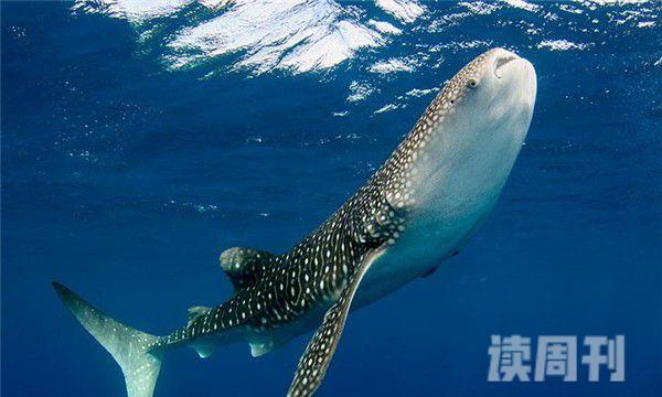 自然界最大的细胞（鲸鲨的卵细胞比我们踢的足球还要大）(4)