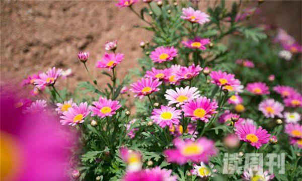 自然界中最常见的花色（花青素是怎么决定植物颜色的）(1)
