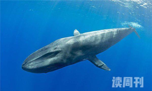 世界上最厉害的动物（成年的蓝鲸可以长到三十多米的长度）(1)