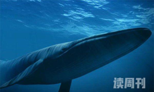 世界上最厉害的动物（成年的蓝鲸可以长到三十多米的长度）(2)