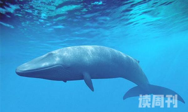 世界上最厉害的动物（成年的蓝鲸可以长到三十多米的长度）(3)