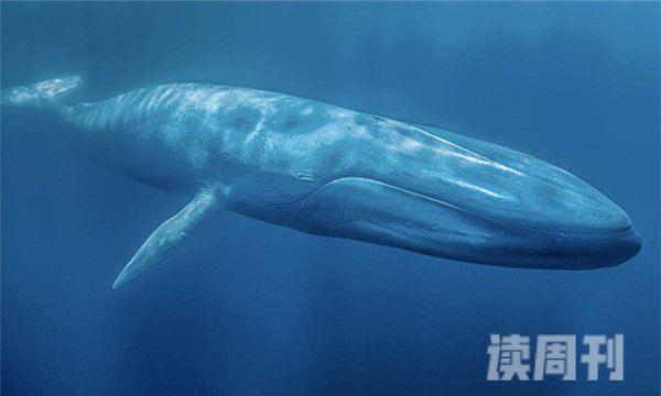 世界上最厉害的动物（成年的蓝鲸可以长到三十多米的长度）(4)