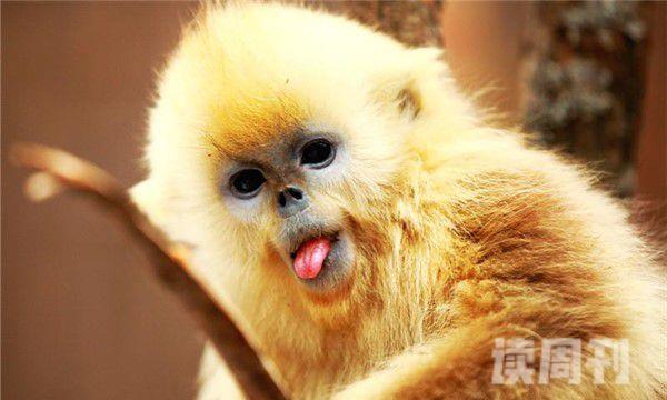 世界上最奇特的动物（金丝猴吃起东西来也非常的斯文）(2)