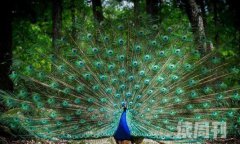 世界上最最最最漂亮的孔雀（尾屏以后可以展现出不同的色彩）