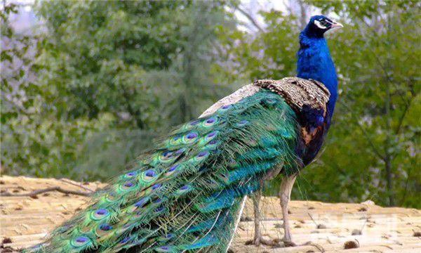 世界上最最最最漂亮的孔雀（尾屏以后可以展现出不同的色彩）(2)