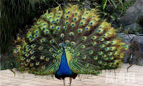 世界上最最最最漂亮的孔雀（尾屏以后可以展现出不同的色彩）(3)