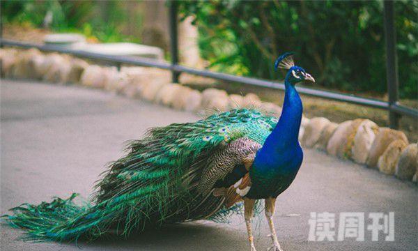 世界上最最最最漂亮的孔雀（尾屏以后可以展现出不同的色彩）(4)