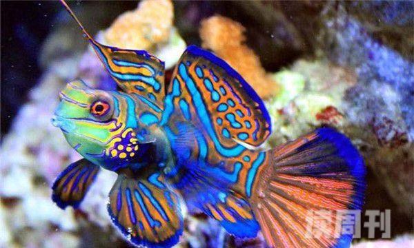 世界上最漂亮的热带鱼（青蛙鱼的外表特征）(1)