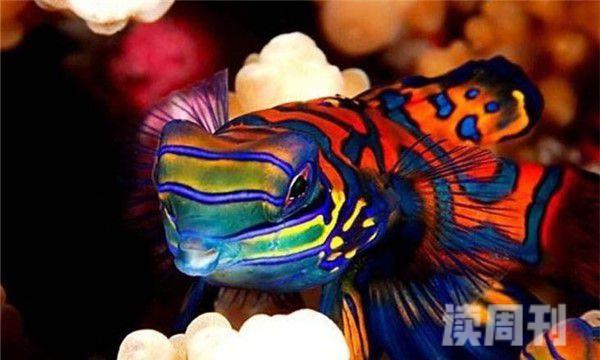 世界上最漂亮的热带鱼（青蛙鱼的外表特征）(2)