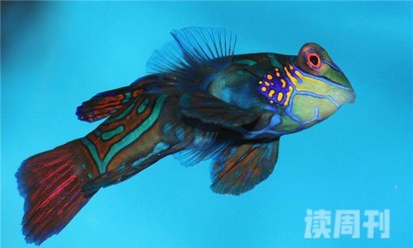 世界上最漂亮的热带鱼（青蛙鱼的外表特征）(3)