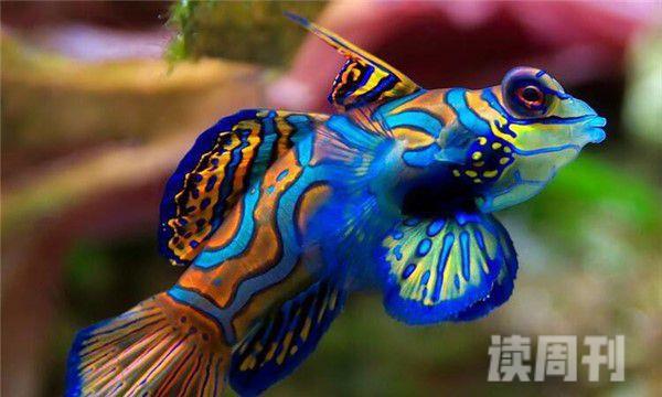 世界上最漂亮的热带鱼（青蛙鱼的外表特征）(4)