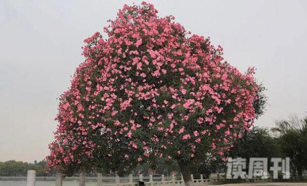中国十大毒花（夹竹桃的整棵树都带有毒性）(1)