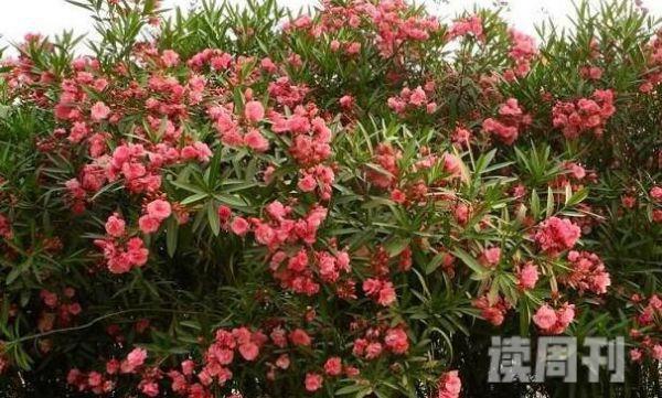 中国十大毒花（夹竹桃的整棵树都带有毒性）(2)