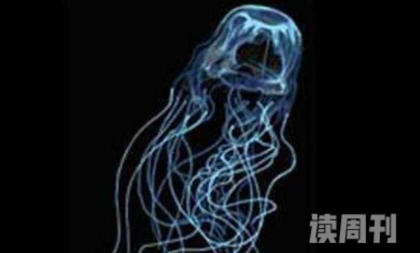 世界上最毒的水母照片（澳洲方水母外形就像是一把透明伞）(1)