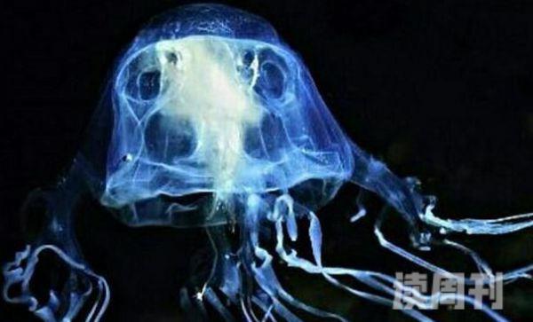 世界上最毒的水母照片（澳洲方水母外形就像是一把透明伞）(2)