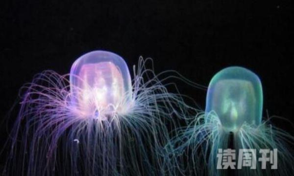 世界上最毒的水母照片（澳洲方水母外形就像是一把透明伞）(4)