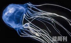 澳洲方水母生长习性（用自己身上的的毒液去捕食食物）